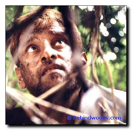 Pithamagan14