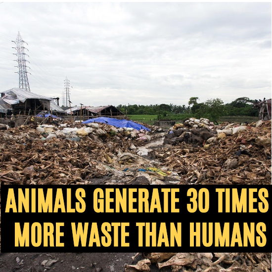Animal waste