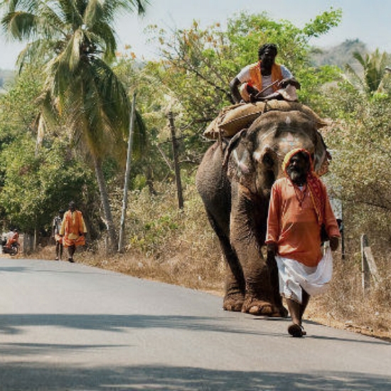 Visit Munnar and experience an elephant ride elephant