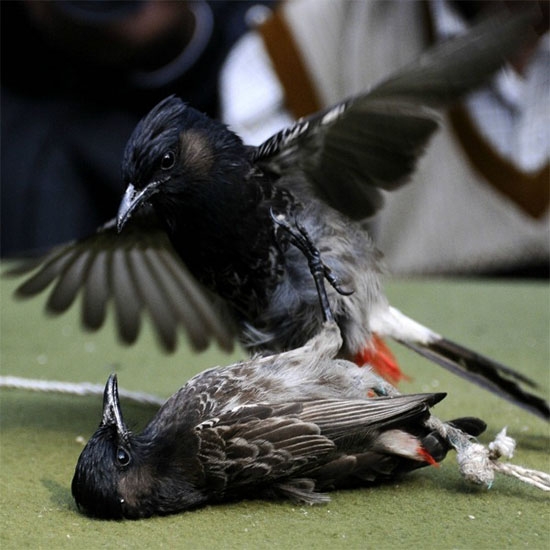 Bulbul fighting