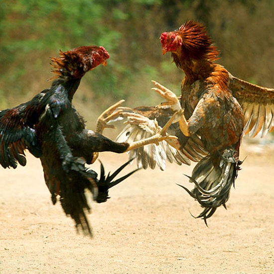 Cock fighting