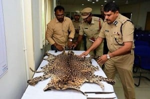 17 including 4 poachers nabbed for killing, selling leopard skin