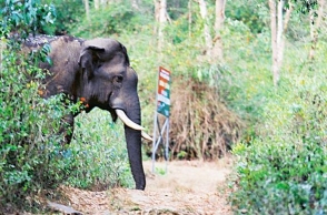 18 elephants dies due to drought: Kerala