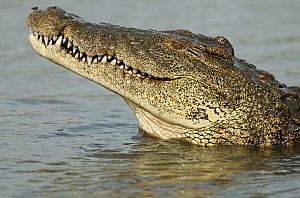 20-year-old killed by Crocodile