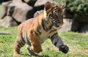 3-year-old Tiger named 'Baahubali 2'