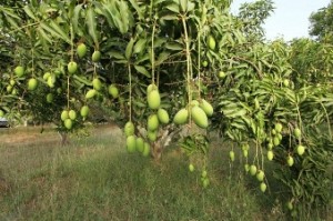 8-year-old girl killed for plucking mangoes from orchard