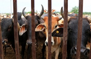 Agra man booked for having sex with cow