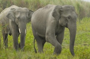 All-India elephant census begins in Tamil Nadu