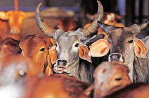BJP MP wants in-depth research on cow urine