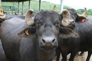 Buffaloes to be removed from no slaughter list