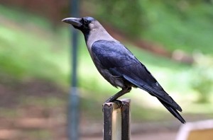 Canada postal service suspends delivery over crow attacks