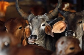 Cattle market goes online in Telangana