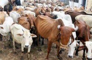 Cattle sold in markets cannot be slaughtered: Government