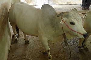Contagious cattle disease breaks out in Tiruvallur