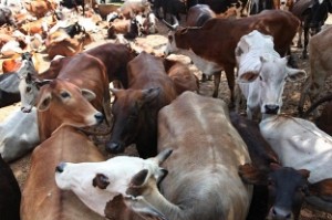 Cows sold on OLX after centre's slaughter ban