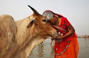 Declare cow as national animal: Ajmer Dargah head
