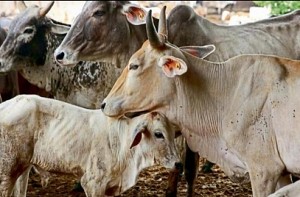 Declare cow as national animal: Gujarat Youth Congress