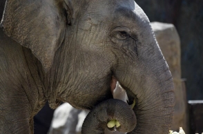 Don't make elephants beg: High Court
