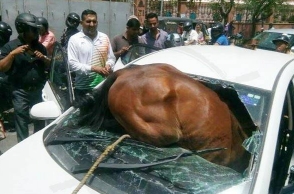 Due to heat, horse went berserk and crashed into a moving car