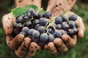 Eat grapes to kill colon cancer cells: Study