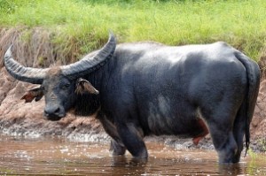 Father takes son to school on water buffalo