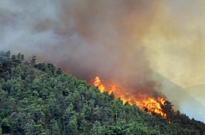 Forest fire in Jammu and Kashmir