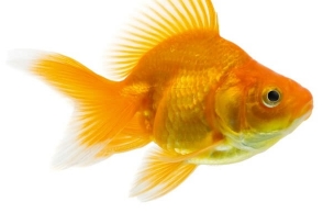 Goldfish can survive without oxygen by making alcohol