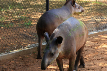 Venezuela: Thieves steal zoo animals for food