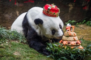 World's oldest Panda dies at the age of 37