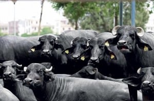 Government likely to exempt buffaloes from 'no slaughter' list