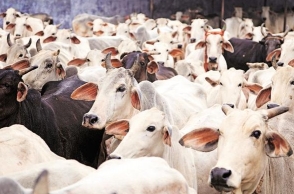 Govt bans sale of cattle for slaughter