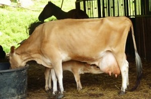 Govt to initiate 'Project cow'