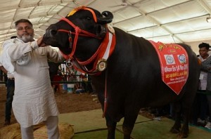 Haryana based breeding bulls fetch Rs 1.5 lakhs for their semen