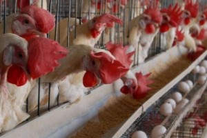 Headmaster turns classrooms into poultry farm, suspended
