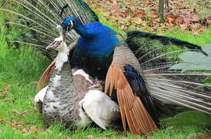 How peacocks have sex: Most searched question on google