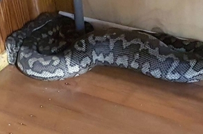 Huge snake falls through ceiling, spends 2 days undetected