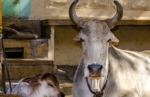 BJP leader's 150 cows die of starvation