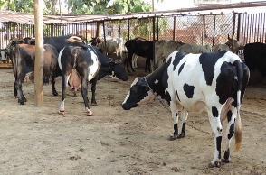 Cow vigilantes attacked in Maharashtra