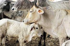Dalit man, mother thrashed for skinning dead cow in Gujarat