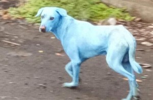 Dogs are turning blue in Mumbai due to effluents