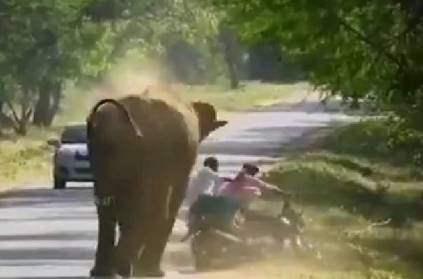 elephant charges at bike forces rider to run in hairraising video