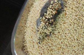 Hyderabad woman finds a decomposed rat in Big Basket's dal packet