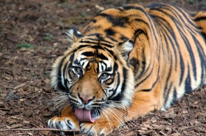 Maha govt considering relocating tigers