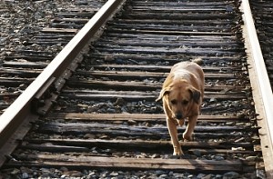 Motorman in Mumbai stops train to save dog