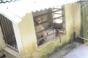 Not being able to pay back Rs 4,000, man locked in cage full of dogs