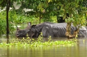 Over 140 animals found dead in Kaziranga