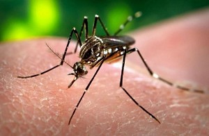 Over 3000 dengue cases reported in Bengaluru in 2017