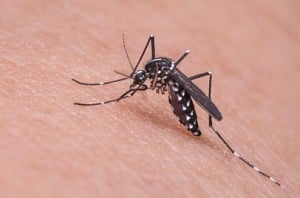 Over 750 dengue cases reported in a week in Delhi