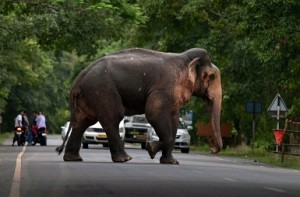 Rogue elephant that killed 15 people shot dead