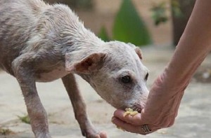 Sisters beaten and molested for feeding dogs